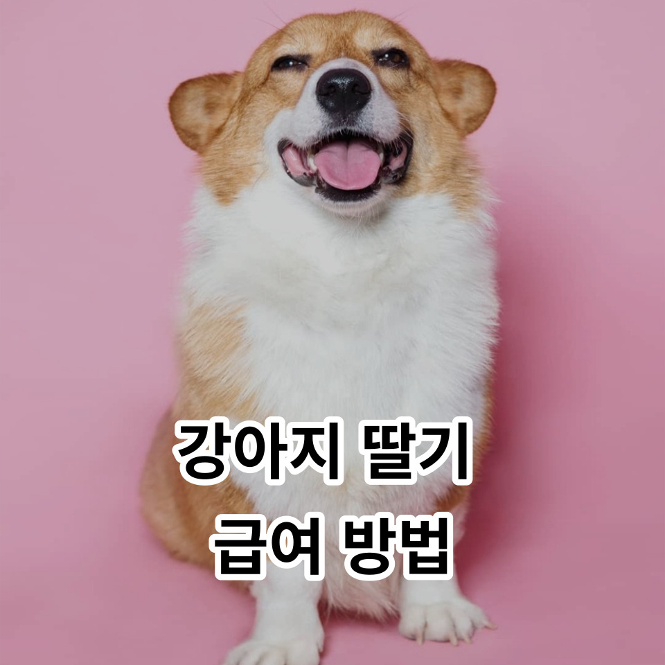 강아지 딸기