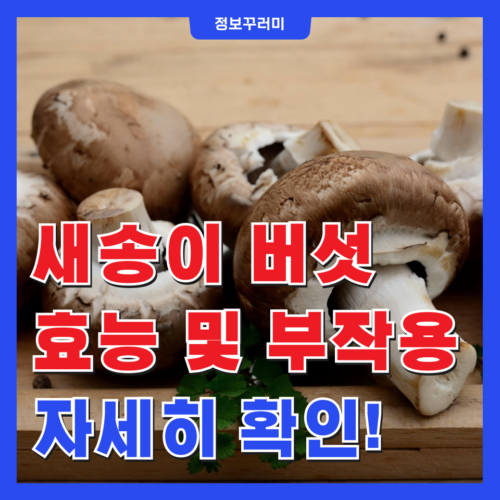 새송이 버섯 효능