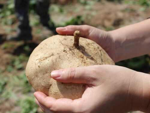 히카마 효능 먹는 법, 부작용까지 놀라운 사실!