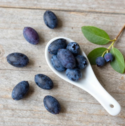 하스카프베리 효능 및 부작용 먹는법까지