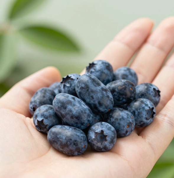 하스카프베리 효능 및 부작용 먹는법까지