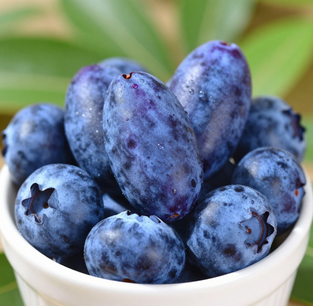 하스카프베리 효능 및 부작용 먹는법까지